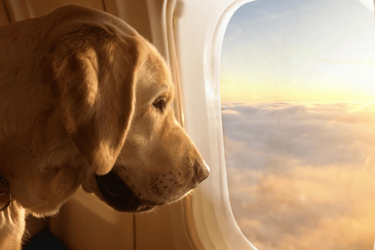 Would you pay $8500 for your dog to fly private?